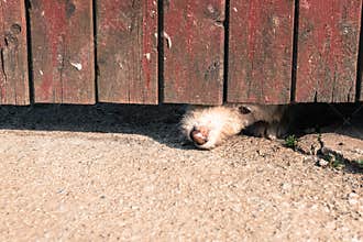 Curious Dog