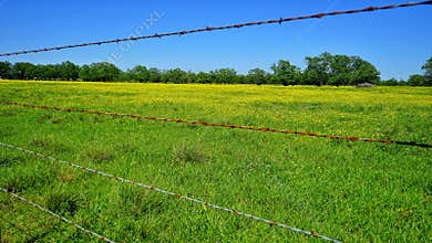 Texas spring flowers and barbed wire