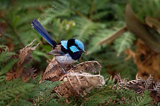 Superb Fairywren - Malurus cyaneus - passerine bird in the Australasian wren family, Maluridae, and is common and familiar across