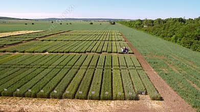 Studies of rye and wheat varieties. Flying over the field of plots for crop research. Scientists are testing the effect