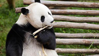 Adorable panda eating bamboo stem