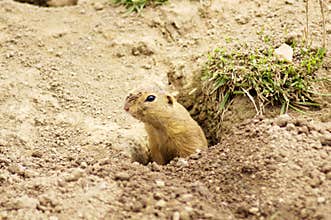 European Ground Squirrel - SYSEL OBECNÝ - Spermophilus citellus
