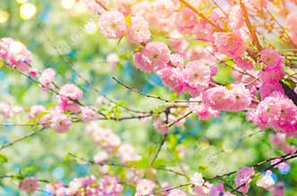Pink bush blossoms in spring with pink flowers. natural wallpaper. concept of spring. background for design