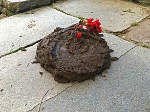 Cowberry cake decorated with viburnum
