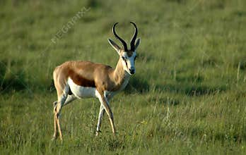 Springbock in South Africa