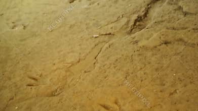 Fossilized footsteps of ancient animals on rocky surface, history, archaeology