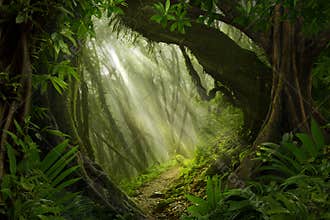 Southeast Asian deep jungle