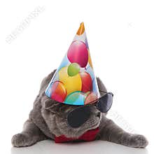 Cool grey gentleman cat with birthday hat looks to side
