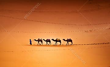 Camels in the Desert