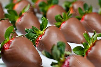 Chocolate Covered Strawberries in Rows