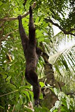 Agile gibbon