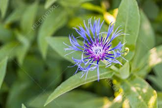 Cornflower in sun light.