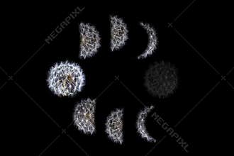 Moon phases depicted with dandelion.
