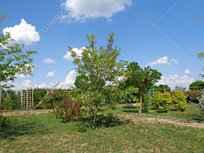 Generic Vegetation - Eutopia Garden - Arad, Romania