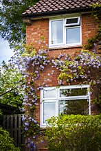 English brick house with vines