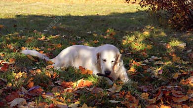Cute pets - beautiful golden retriever nibbles on a stick in fallen autumn foliage