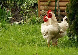 White chickens on a farm