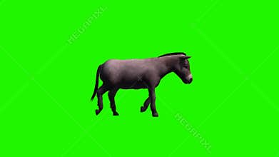 Donkey goes - without shadow - green screen