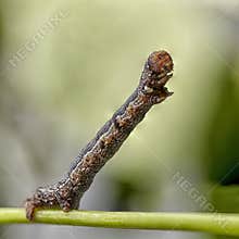 Caterpillar of Geometridae. Small butterfly. Macro close up photo