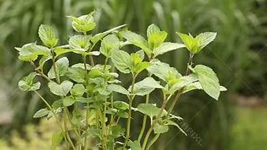 Mint plant in the garden