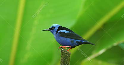 Red-legged Honeycreeper - Cyanerpes cyaneus small songbird species in the tanager family Thraupidae