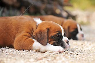 Puppies boxer