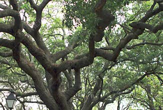Mighty crown oak green foliage
