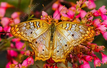 Whtie Peacock Butterfly Pink Flowers Seattle Washington