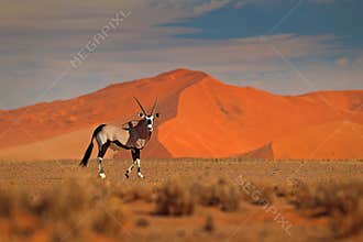 Gemsbok with orange sand dune evening sunset. Gemsbuck, Oryx gazella, large antelope in nature habitat, Sossusvlei, Namibia. Wild