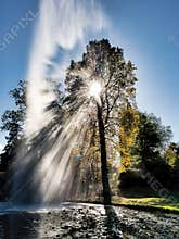 Refractions of Sunlight Through Trees