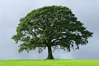 Oak Tree