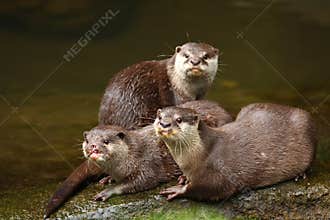 Herd of Otter