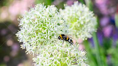 Bee collecting pollen on allium flower, white allium balls in spring