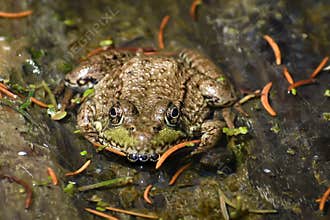 Frog Blowing Bubbles in Lake