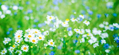 Panoramic Nature Summer Background with Daisy flowers