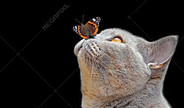 Pedigree british shorthair butterfly on nose pose isolated on black