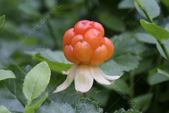 Cloudberry