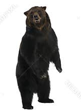 Siberian Brown Bear, 12 years old, standing