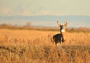 Whitetail Buck Deer standing in tall grass standfing hunting season