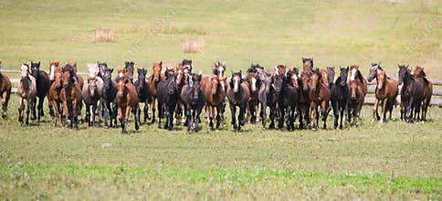 A herd of young horses