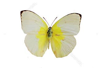 The White Butterfly 1