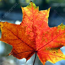 Colored fall leave