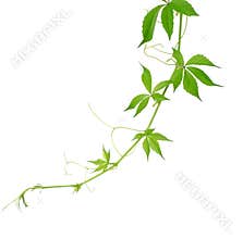 Barb of wild vine