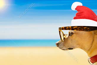 Dog watching the beach on summer christmas holidays
