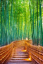Bamboo Forest in Kyoto, Japan