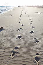 Footprints in beach sand