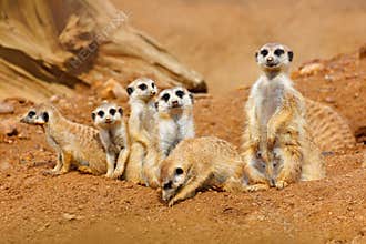 Big Animal family. Funny image from Africa nature. Cute Meerkat, Suricata suricatta, sitting on the stone. Sand desert with small