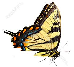 Eastern tiger swallowtail Butterfly