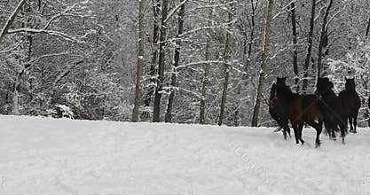Horses are running on the snowy meadow
