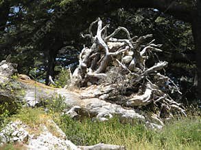 Petrified Tree, Forest of the Cedars of God, Lebanon